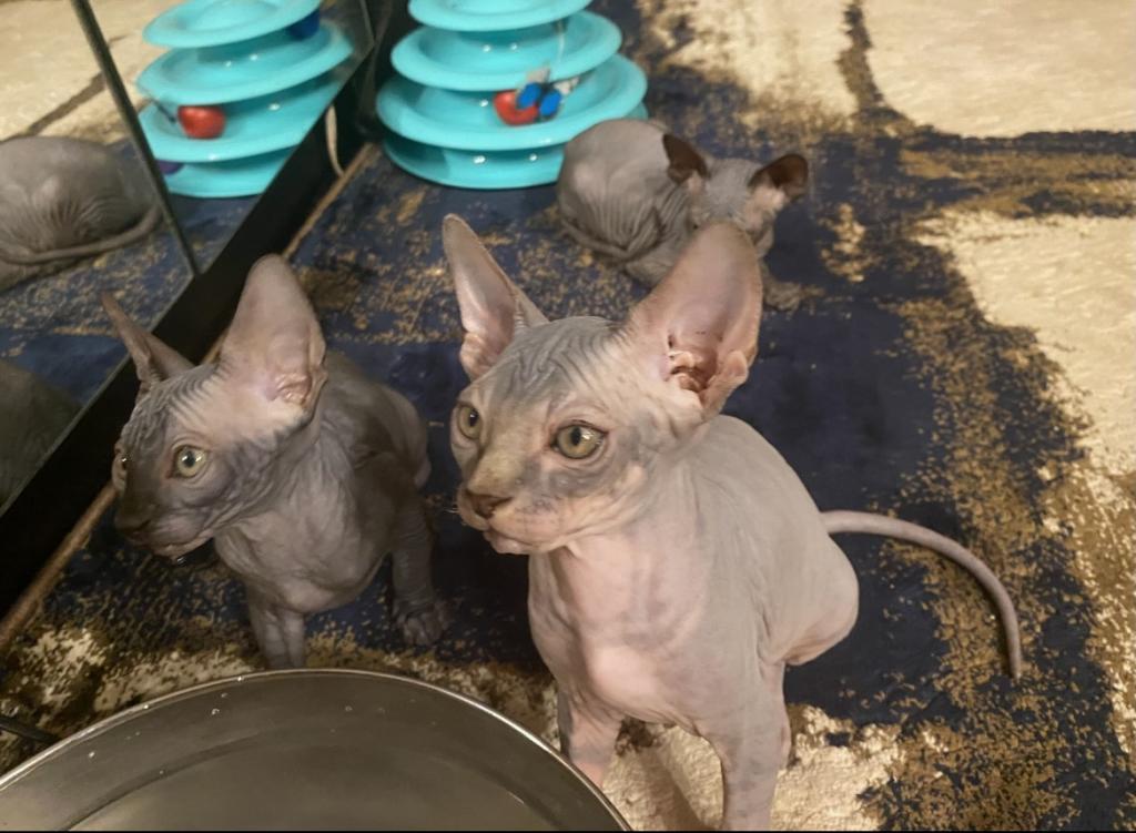 Males Sphynxs Available photo 8