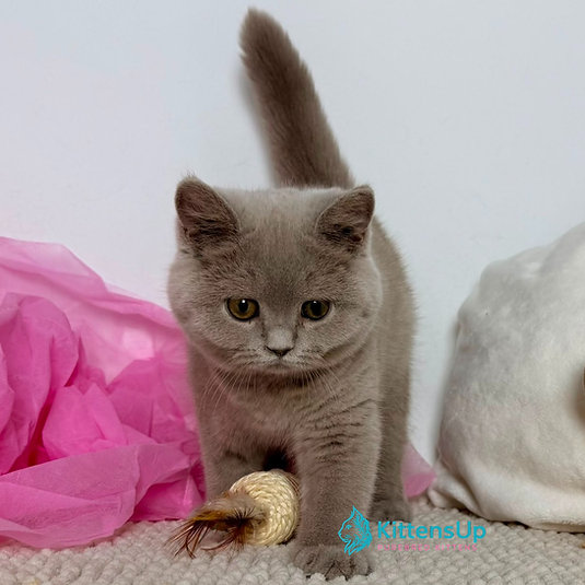 Kalinka photo 2