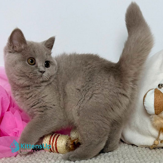 Kalinka photo 3