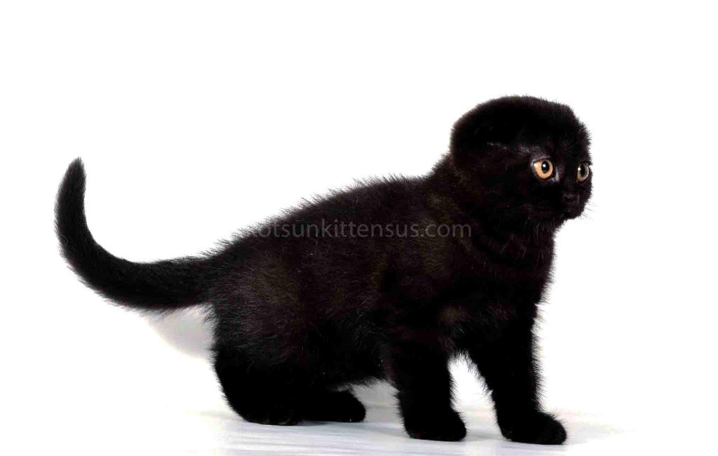Whole Black Baby Boy Scottish Fold photo 2