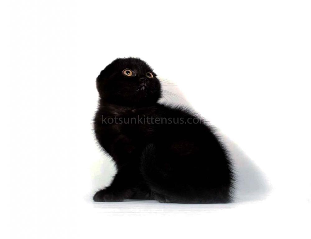 Whole Black Baby Boy Scottish Fold photo 3
