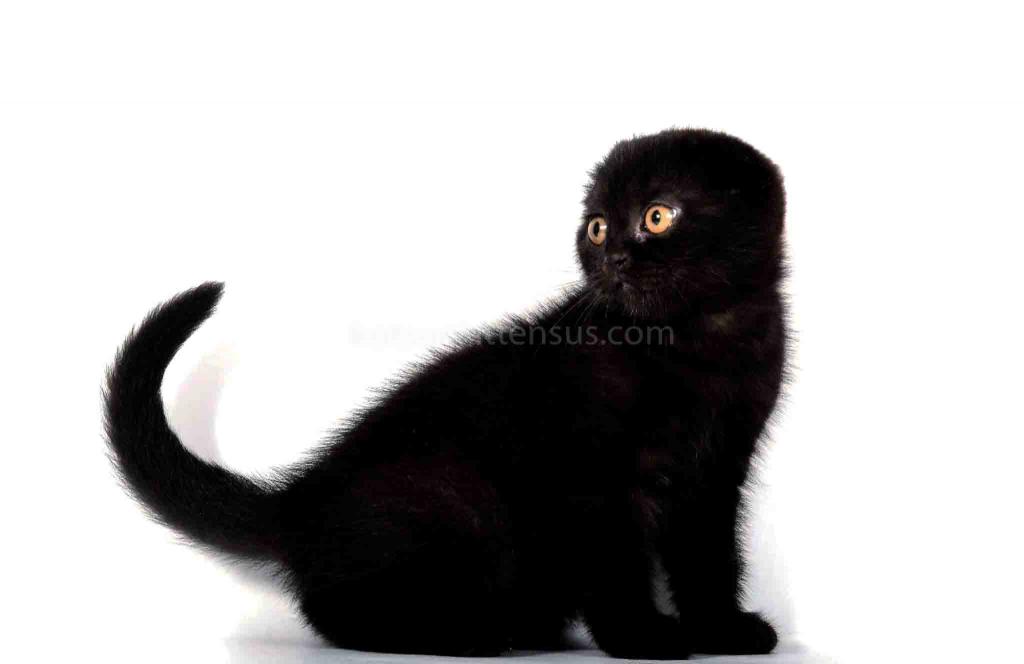 Whole Black Baby Boy Scottish Fold photo 1