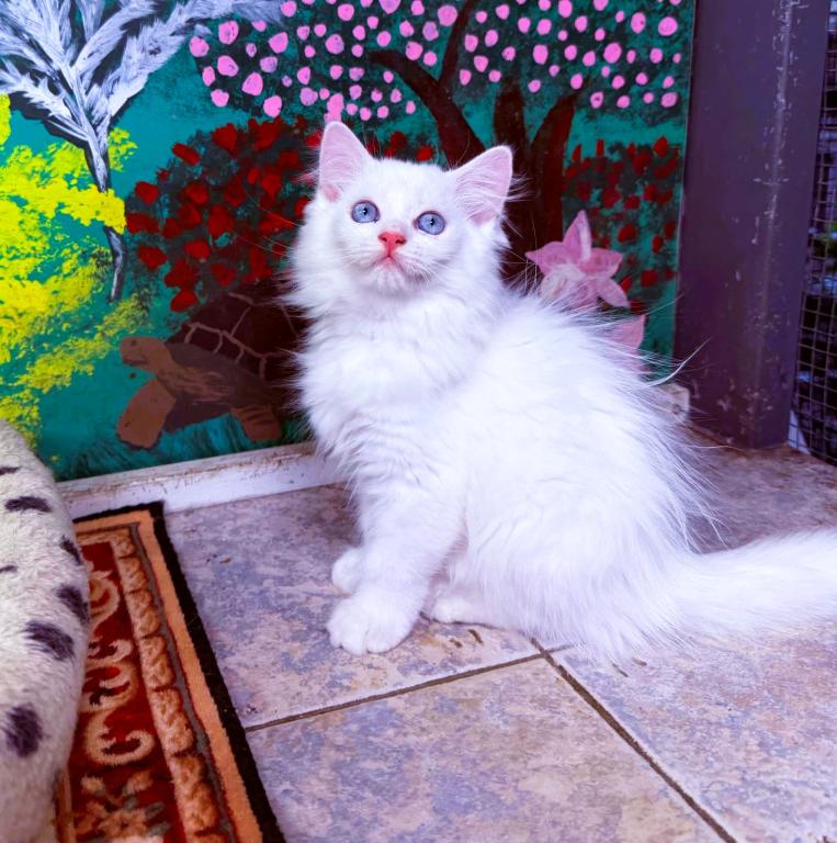 Jasmine & Wooly photo 1