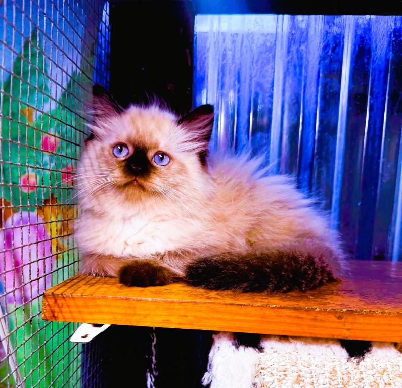 Jasmine & Wooly photo 2