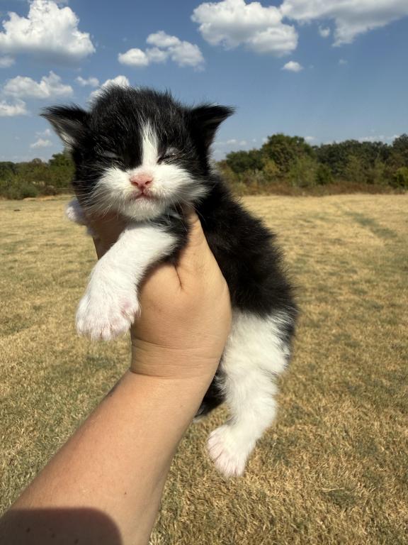 Ralph Polydactyl photo 1