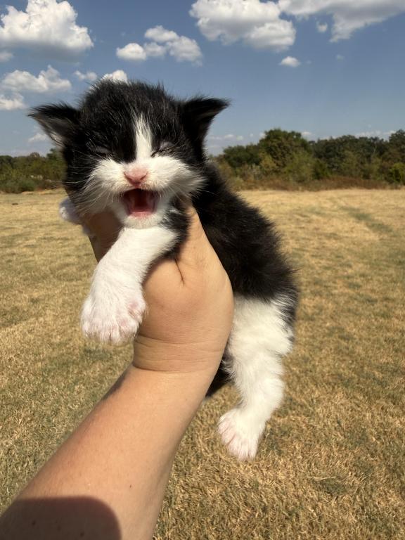 Ralph Polydactyl photo 2
