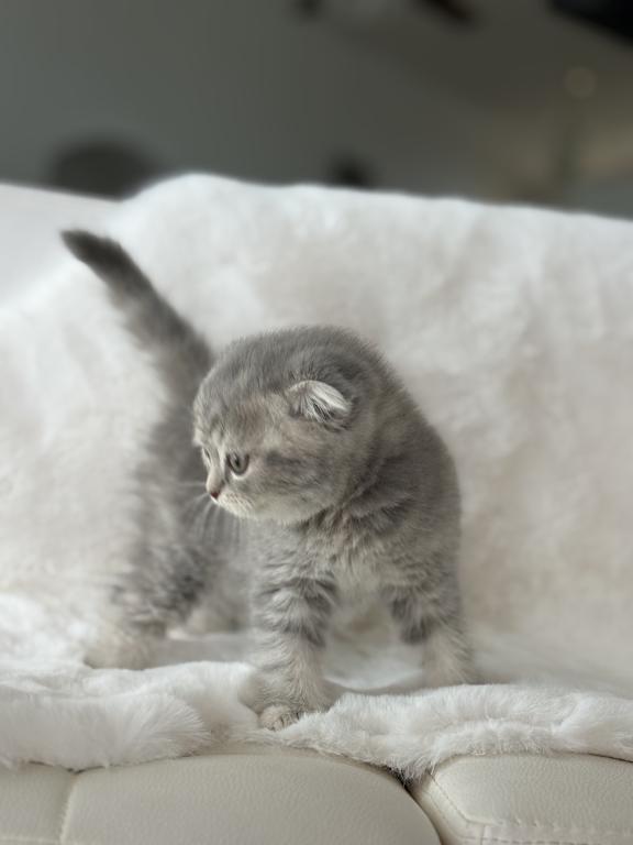Tabby Gray Scottish Fold Female photo 9