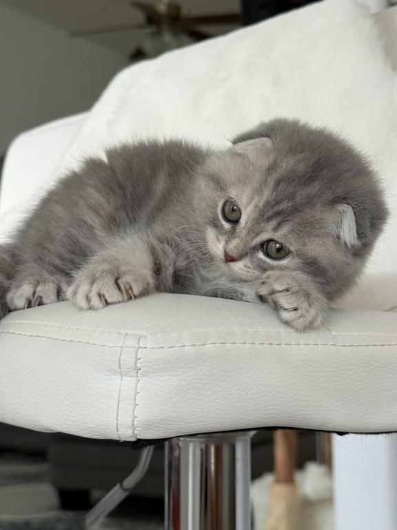 Tabby Gray Scottish Fold Female photo 3