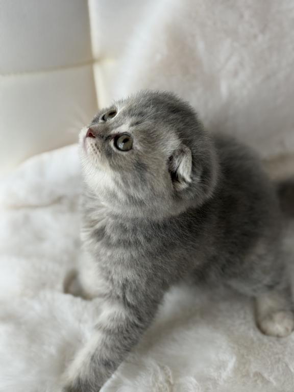 Tabby Gray Scottish Fold Female photo 8