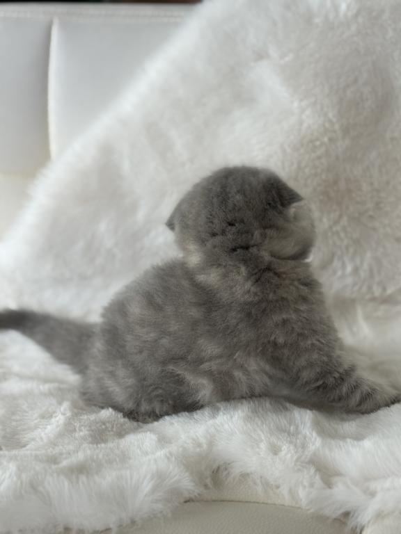 Tabby Gray Scottish Fold Female photo 6