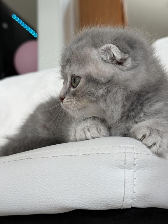 Tabby Gray Scottish Fold Female photo 4