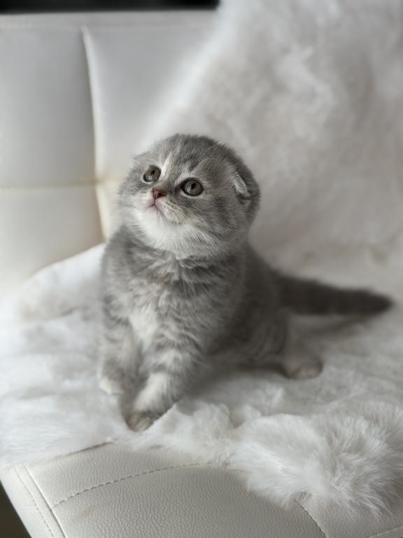 Tabby Gray Scottish Fold Female photo 10
