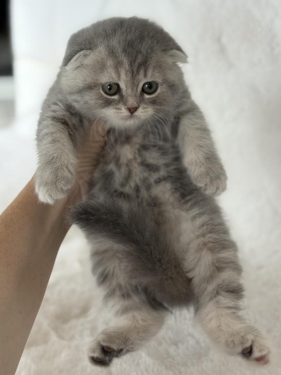 Tabby Gray Scottish Fold Female photo 2