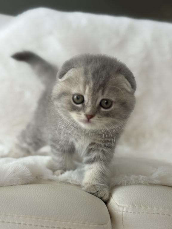 Tabby Gray Scottish Fold Female photo 1