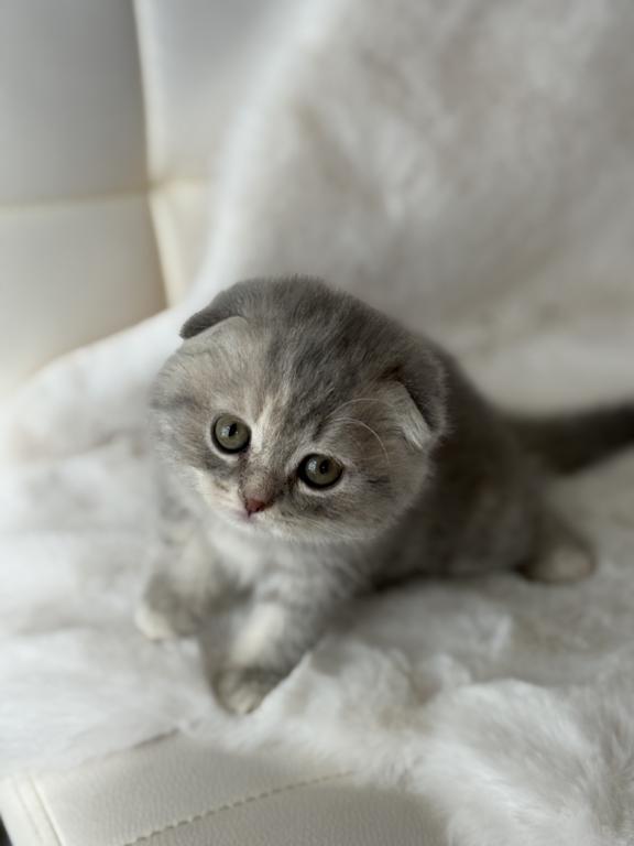 Tabby Gray Scottish Fold Female photo 11