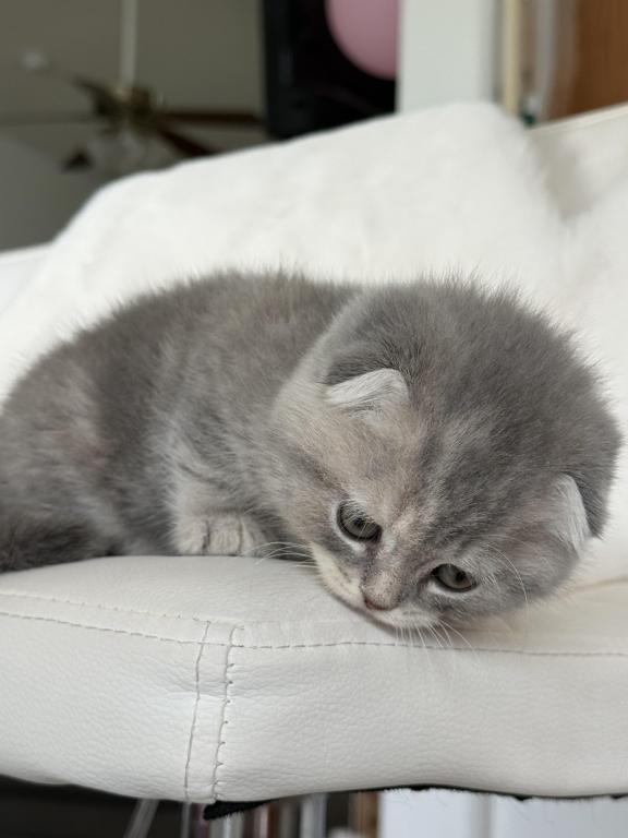 Tabby Gray Scottish Fold Female photo 5