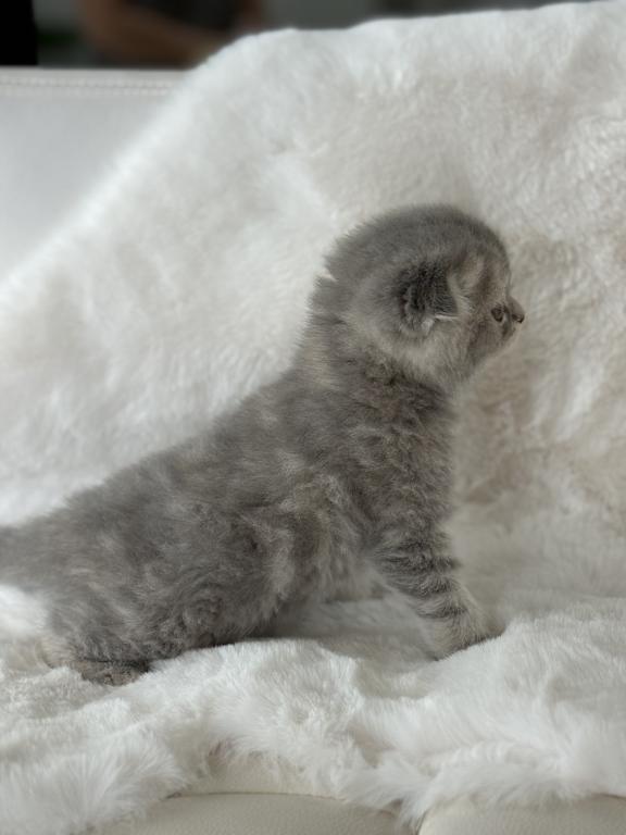 Tabby Gray Scottish Fold Female photo 7