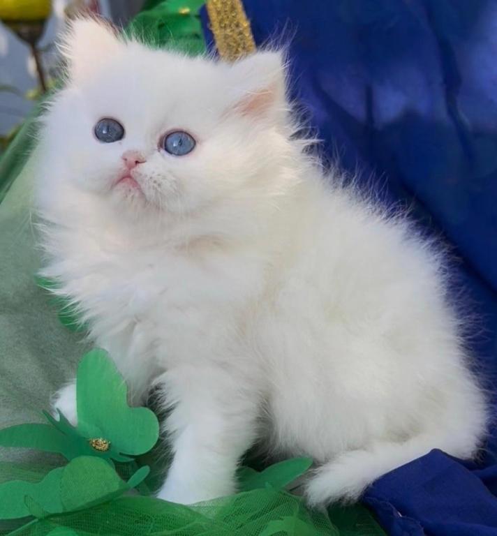 Persian Dollface White Male With Odd Eyes photo 5