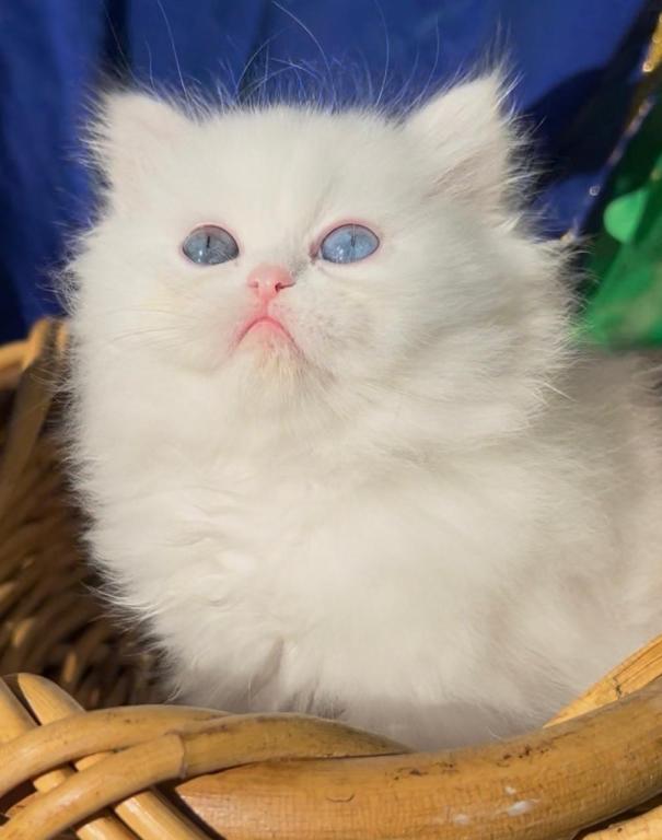 Persian Dollface White Male With Odd Eyes photo 8