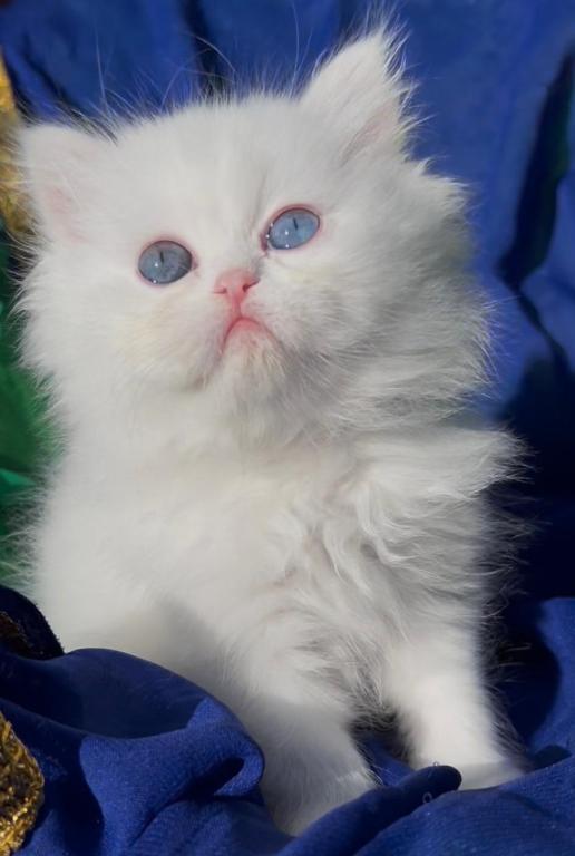 Persian Dollface White Male With Odd Eyes photo 6