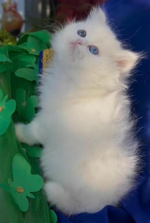 Persian Dollface White Male With Odd Eyes photo 7