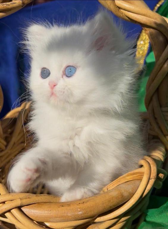 Persian Dollface White Male With Odd Eyes photo 4