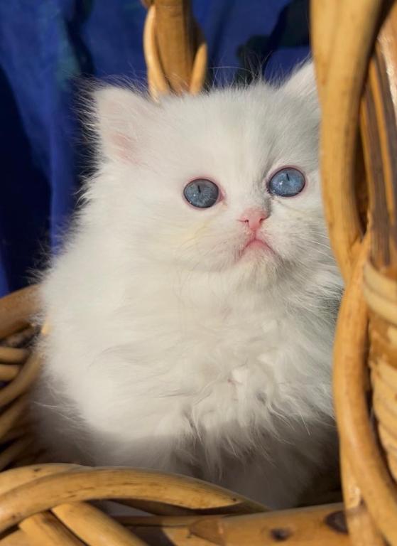 Persian Dollface White Male With Odd Eyes photo 2