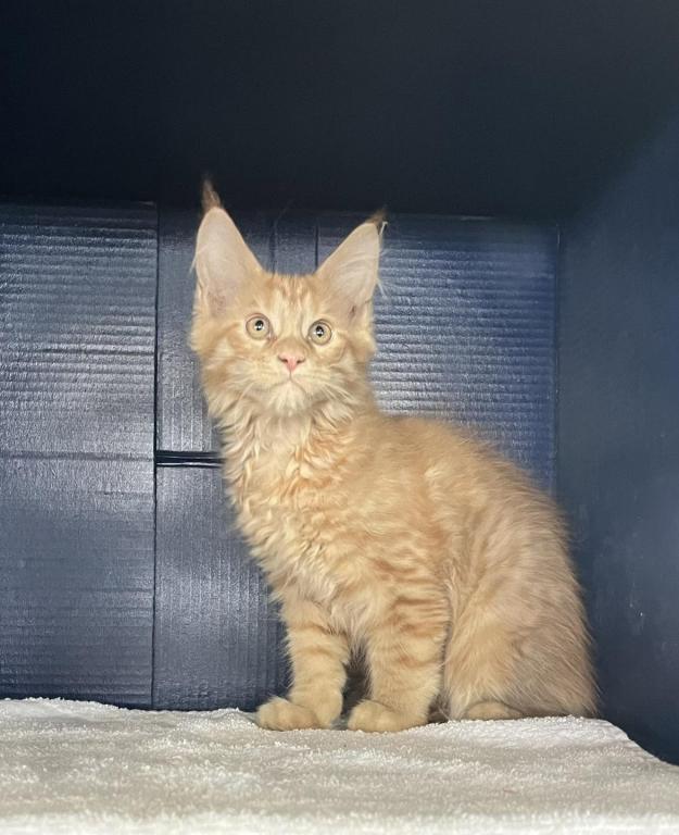Stormy Ginger 1 photo 9