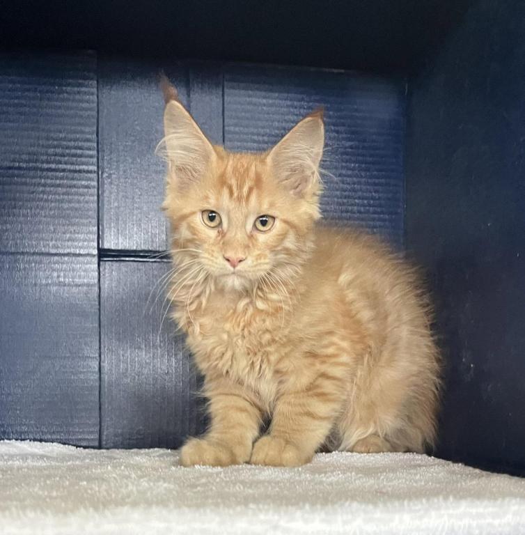 Stormy Ginger 1 photo 2