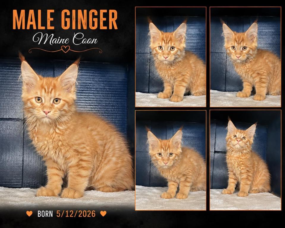 Stormy Ginger 1 photo 1