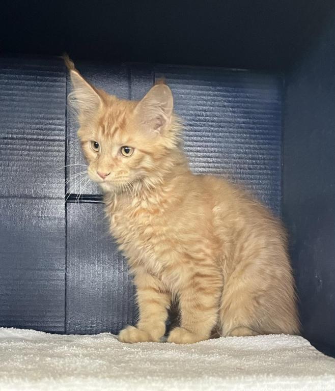 Stormy Ginger 1 photo 8