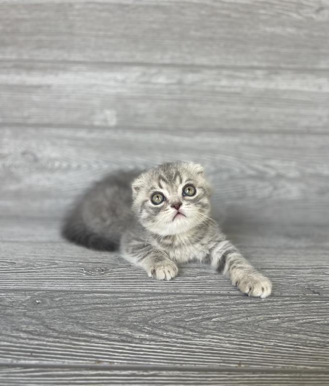 Rory Of Elias Cattery photo 1