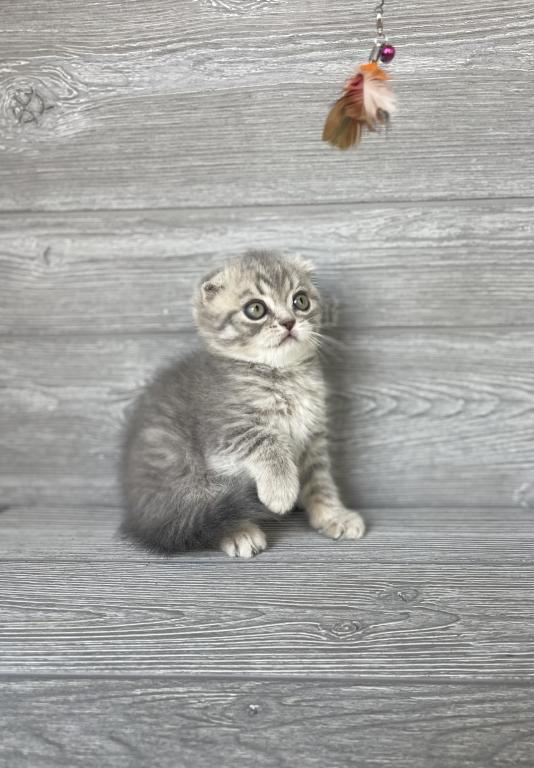Rory Of Elias Cattery photo 2