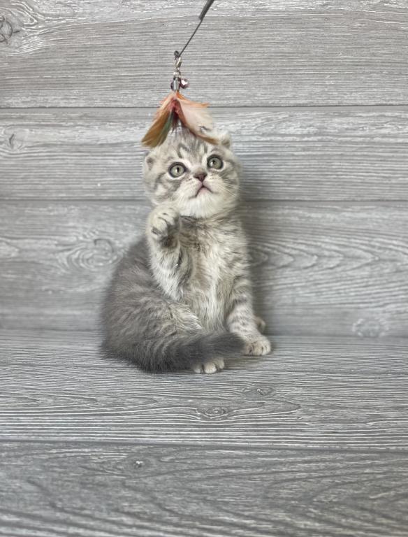 Rory Of Elias Cattery photo 9
