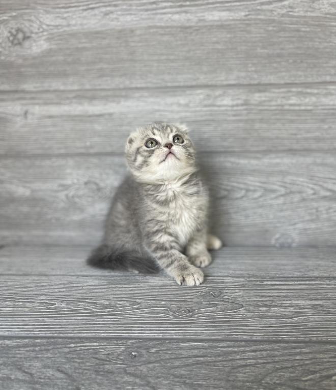 Rory Of Elias Cattery photo 5