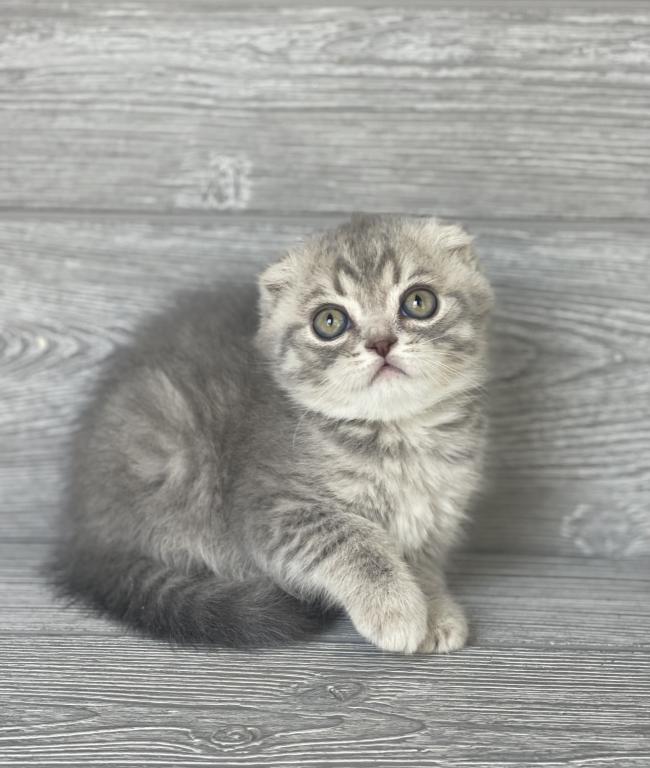 Rory Of Elias Cattery photo 12