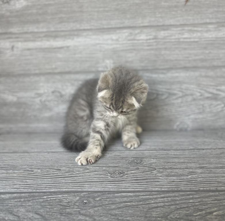 Rory Of Elias Cattery photo 6