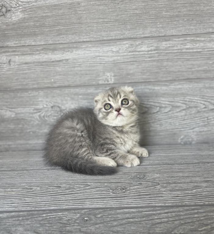 Rory Of Elias Cattery photo 7