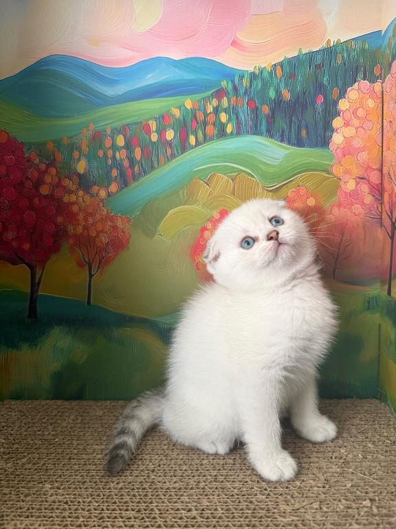 Snowys  Kittens photo 4