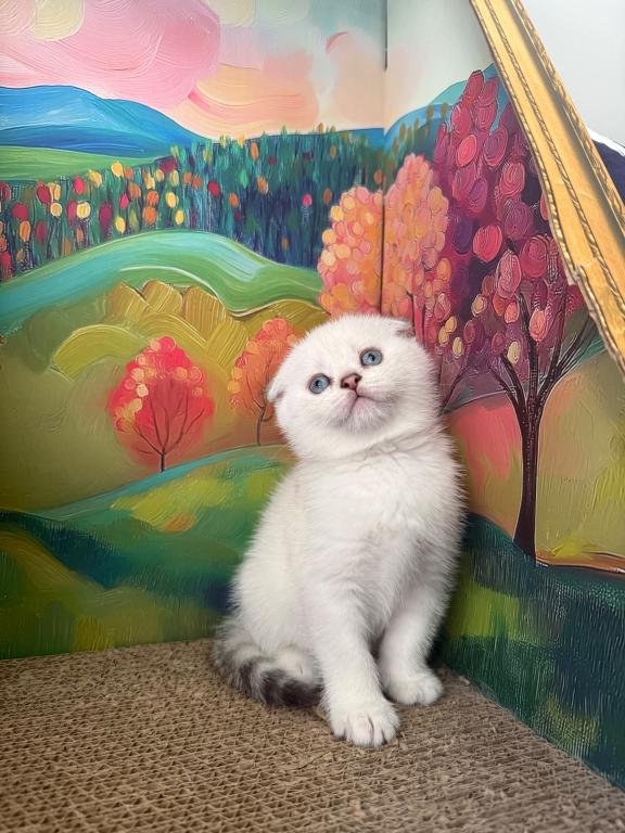 Snowys  Kittens photo 3