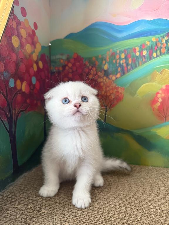 Snowys  Kittens photo 1