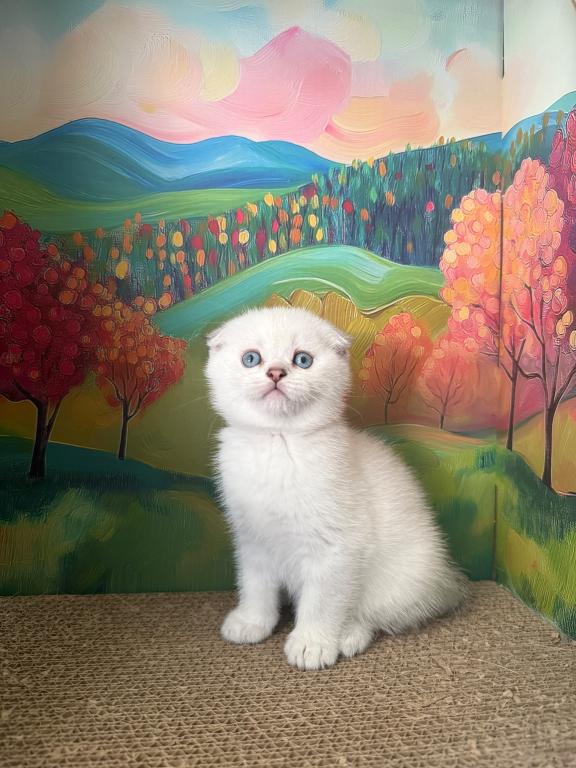 Snowys  Kittens photo 2