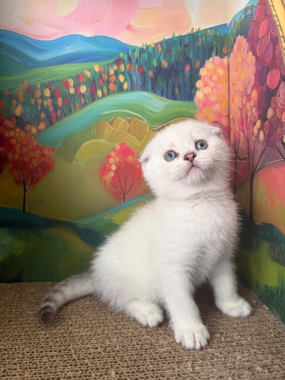 Snowys  Kittens photo 5
