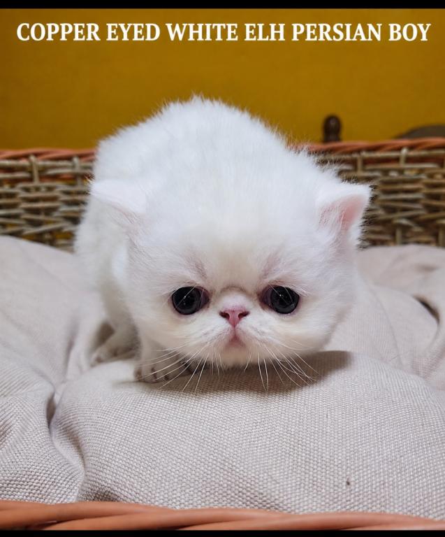 COPPER EYED WHITE CFA REG EXOTIC BOY photo 3