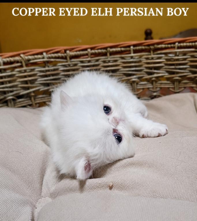 COPPER EYED WHITE CFA REG EXOTIC BOY photo 1