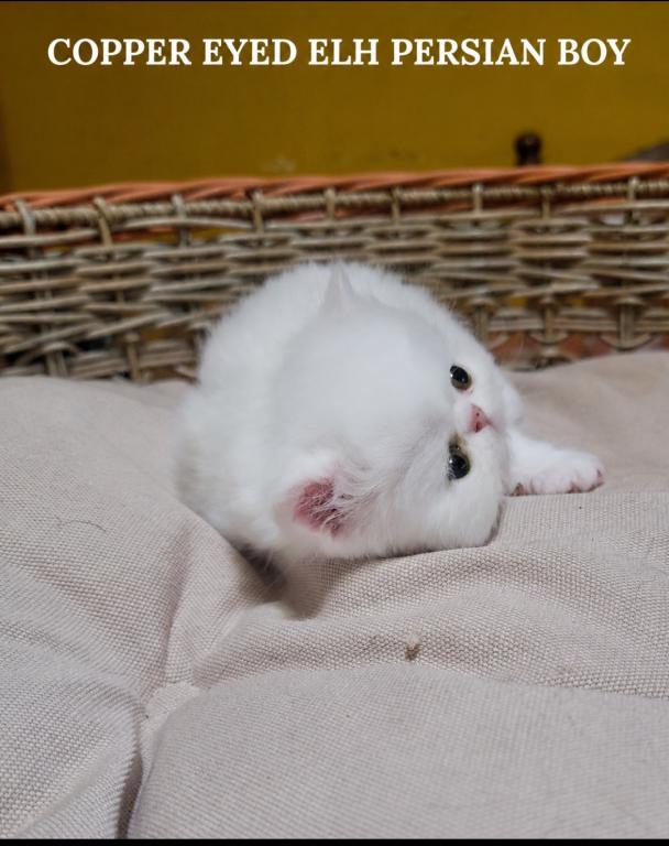 COPPER EYED WHITE CFA REG EXOTIC BOY photo 2