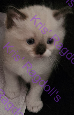 Leia Rare Seal Tortie Mitted Ragdoll Kitten photo 2