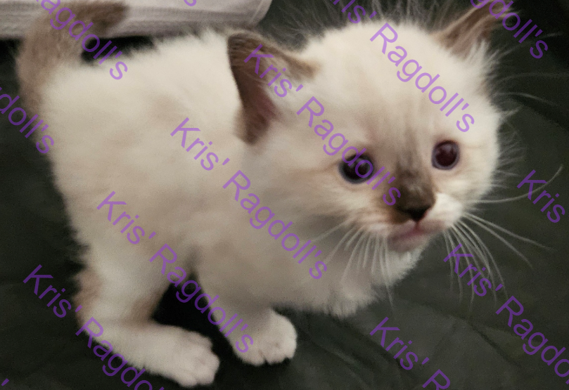 Leia Rare Seal Tortie Mitted Ragdoll Kitten photo 1