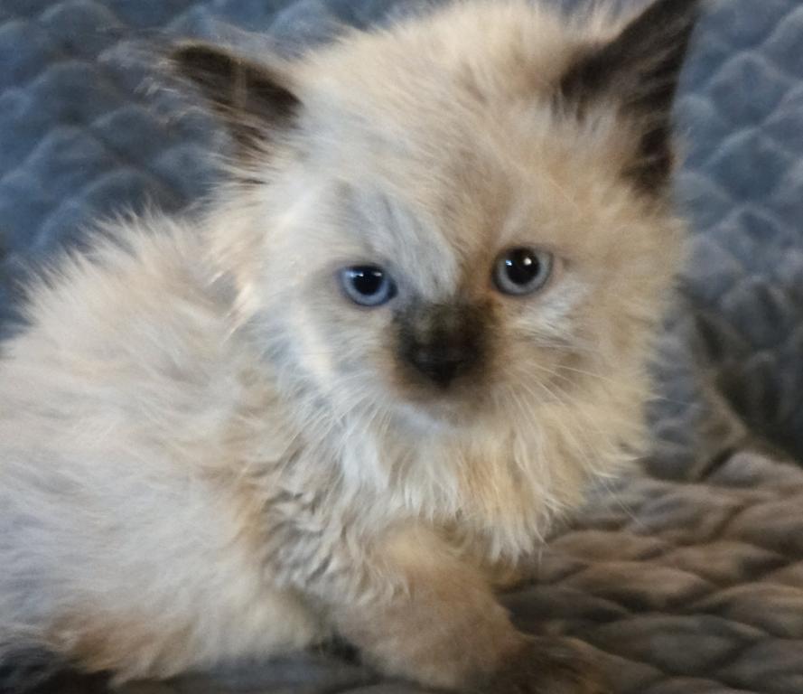 Spooks Kitties photo 4