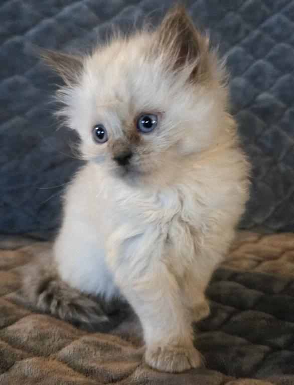 Spooks Kitties photo 3